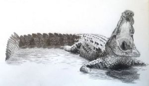 Voir le détail de cette oeuvre: Crocodile